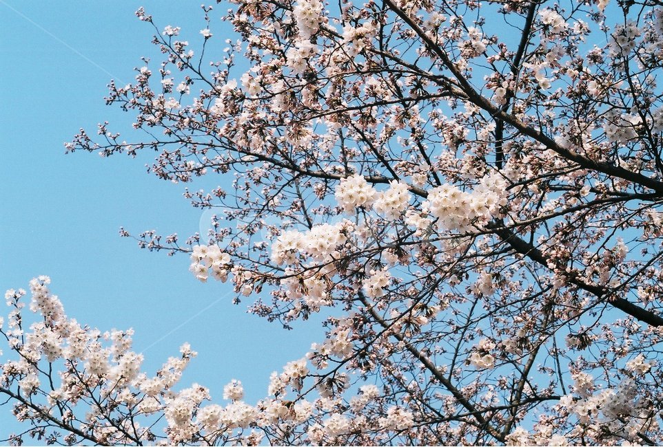 봄,필름사진,벚꽃,꽃나무,벚나무,봄,계절,spring,season,식물,자연,plants,nature,꽃,flower,plant,blossom,cherry blossom