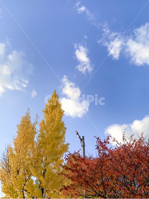 가을,하늘,은행나무,단풍,따뜻함,식물,tree,나무