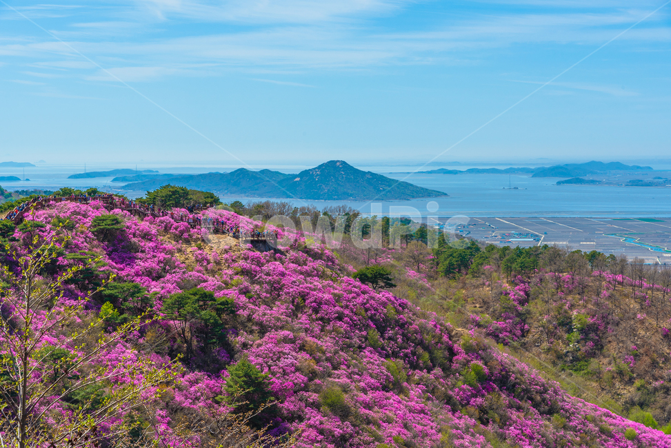 진달래꽃,진달래축제,강화도고려산,고려산진달래,봄꽃,꽃축제,자연,풍경,nature,landscape,한국자연풍경,한국자연경관,korea nature landscape