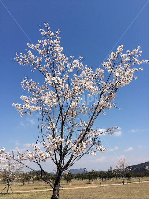 꽃,벗꽃,하늘,파란하늘,봄,봄,계절,spring,season,자연,풍경,nature,landscape,plant,식물