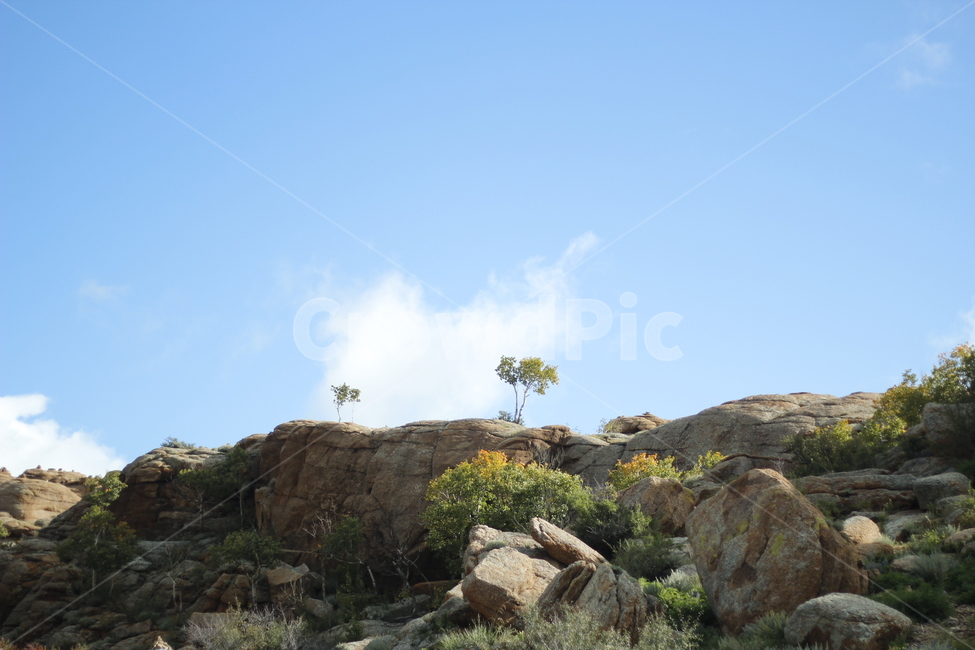 하늘,자연,나무,들판,몽골,자연,풍경,nature,landscape,outdoors,옥외