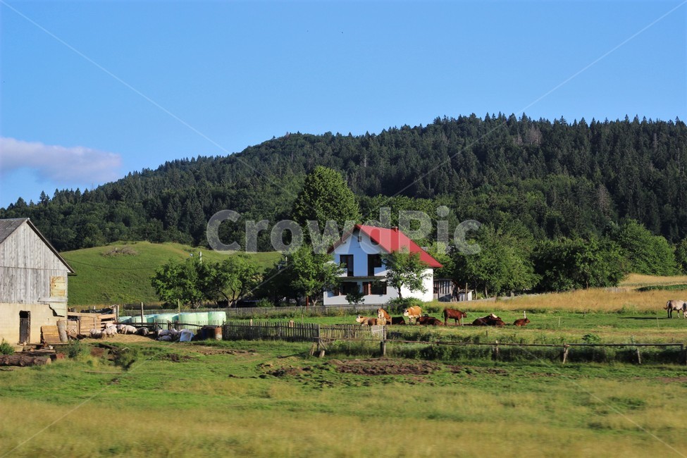 nature,자연,outdoors,옥외,countryside,시골,고요,한적한,해외,나무,숲