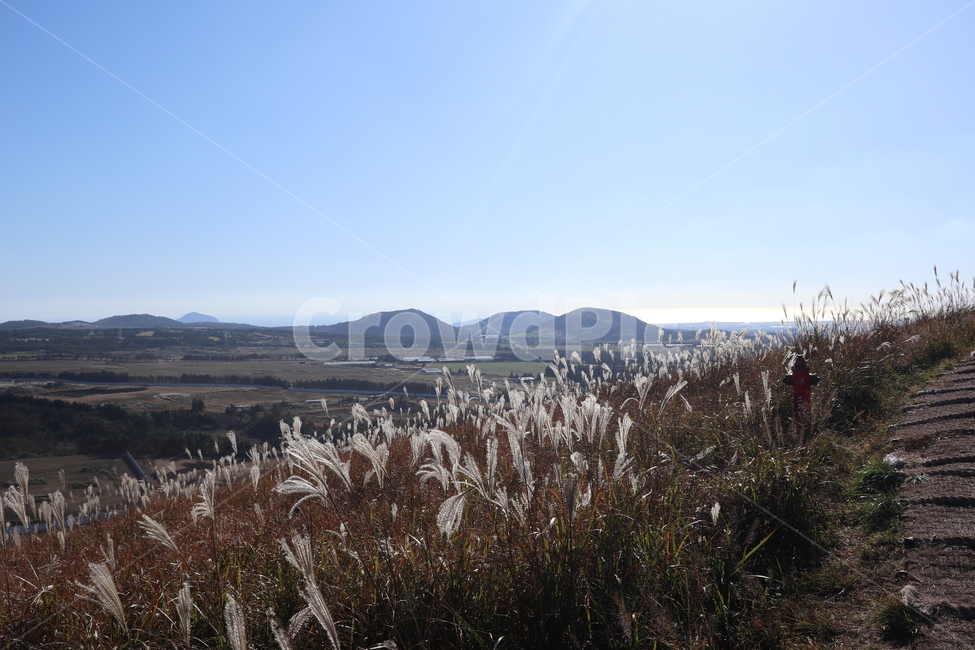 제주도,새별오름,오름,억새,식물,잔디,nature,grass,plant,outdoors,옥외,자연,가을,계절,fall,autumn,season,자연,풍경,nature,landscape,식물,plants,lawn