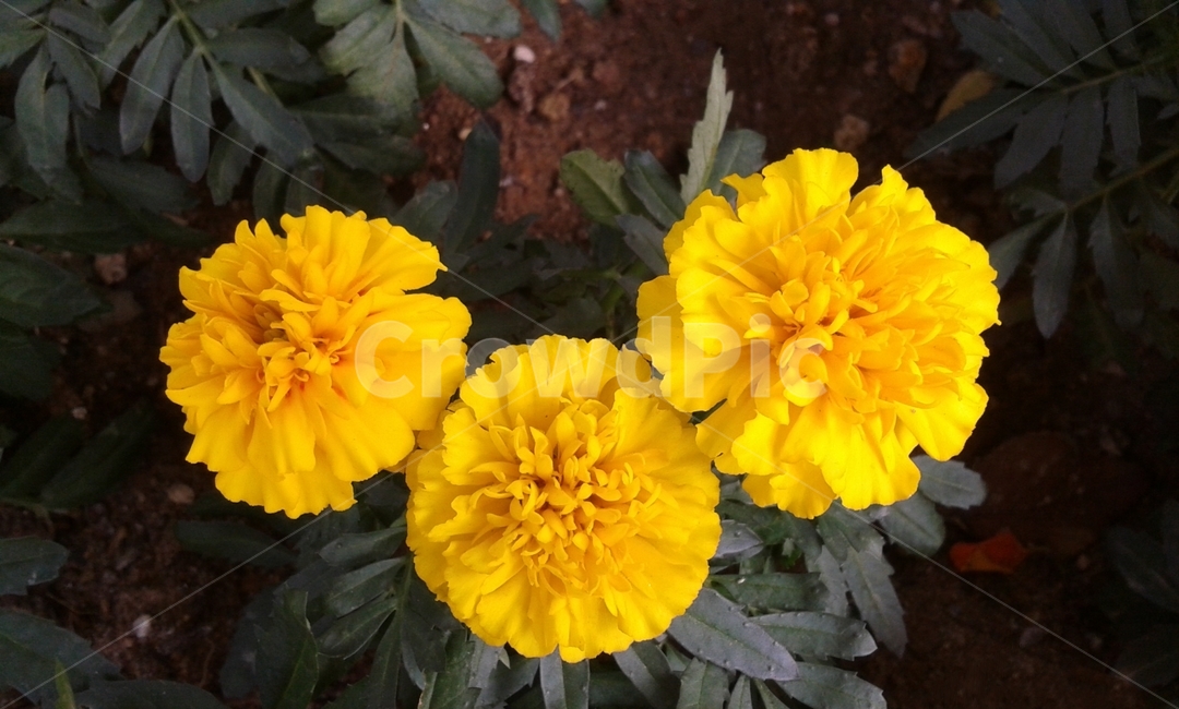 plant,식물,꽃,flower,yellow,식물,자연,plants,nature,꽃,flower