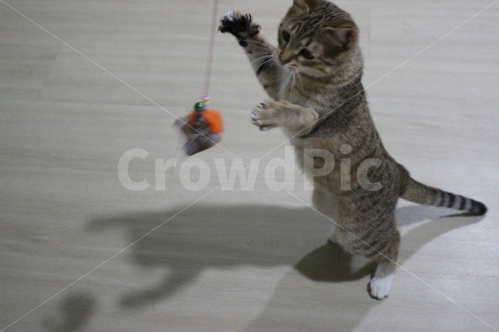 고양이,반려동물,유기묘,길냥이,애완동물,cat,pet,kitten,아기고양이,코숏,코리안숏헤어,동물,동물,animal,고양이,cat,kitten,kitty,포유류,mammal