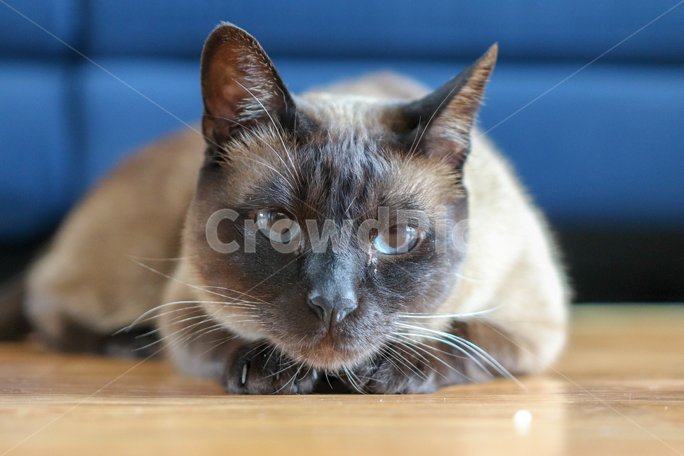 고양이,샴,샴고양이,반려동물,감성,동물,animal,포유류,mammal,고양이,cat,kitten,kitty