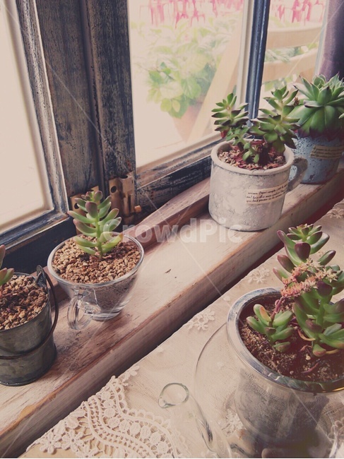 선인장,식물,카페,창가,화분,실내용화초,화분,화초,house plant