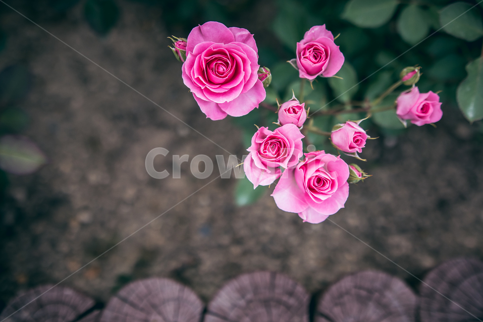 장미,공원,산책,봄,꽃,flower,플라워,자연,5월,rose,로즈,식물,자연,plants,nature,꽃,flower,감성,sensible,feeling,색깔,색상,색채,색감,color sense,color sensitivity,feeling of color