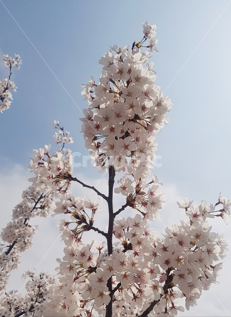 꽃,벚꽃,나무,봄,flower
