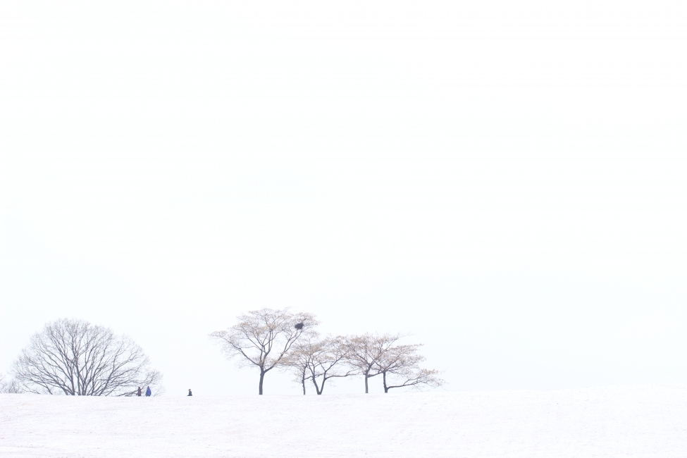 설원,나무,초원,눈,공원,겨울,계절,winter,season,자연,풍경,nature,landscape,outdoors,옥외,tree,plant,식물