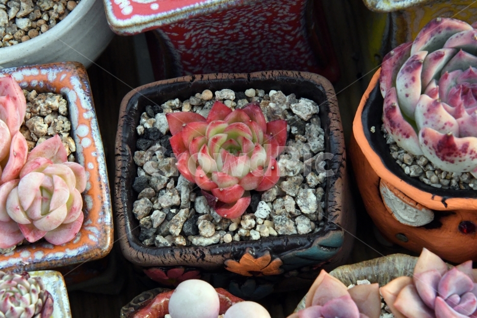 다육이,다육,다육식물,화분,식물,화초,배경,자연,plants,취미,그린,환경,키우기,아름다운,화려한,생명,생활,background,식물,자연,plants,nature