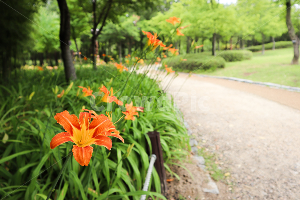 산책길,꽃,백합,주황꽃,수목원,트래킹,자연