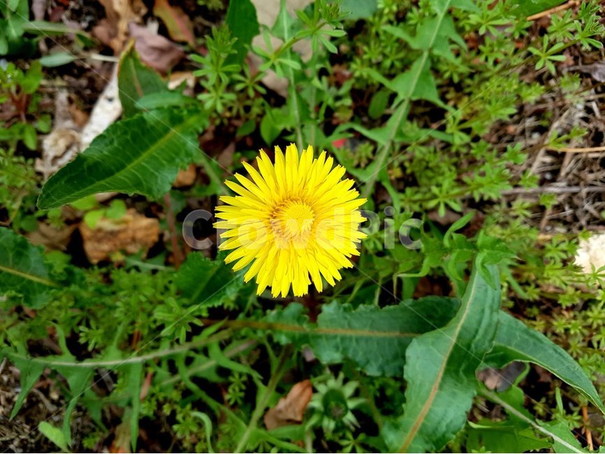plant,식물,blossom,flower,민들레,꽃,봄,식물,자연,plants,nature,꽃,flower