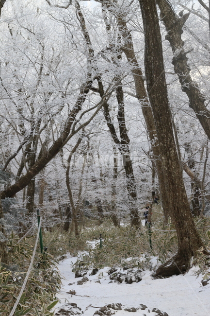 한라산,눈,눈꽃,나무,풍경,tree,snow,겨울,계절,winter,season,자연,풍경,nature,landscape,outdoors,옥외