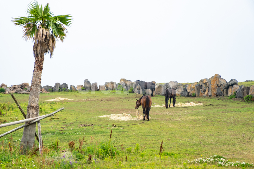제주,제주도,우도,자연,아름다운풍경,풍경,비양도,섬,nature,jeju,돌담,말,평화로움,야자수,들판,들,풀,풀잎,field,outdoors,목초지,동물,animal,포유류,mammal