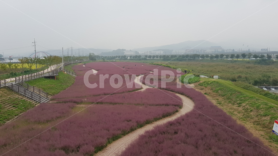 핑크뮬리,pink,pinkmullygrass,grass,갈대,갈대밭,김천,강변공원