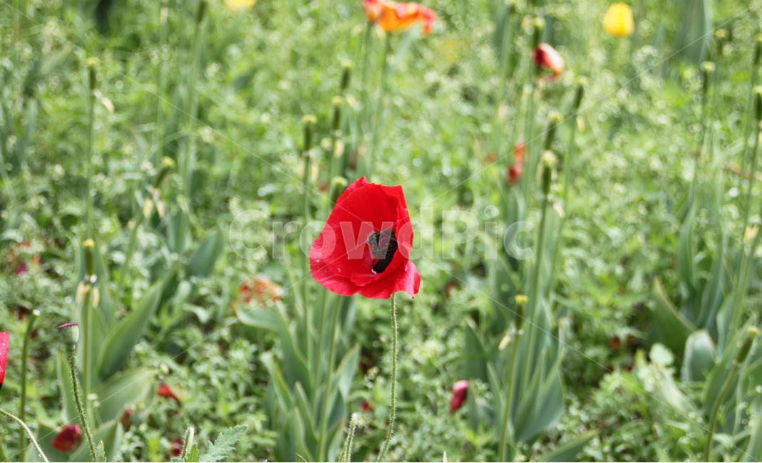 식물,blossom,꽃,flower,plant,공원