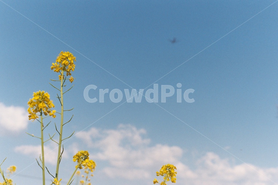 봄꽃,유채꽃,식물,풍경,봄,자연,감성사진,필름사진,film,plant,flower