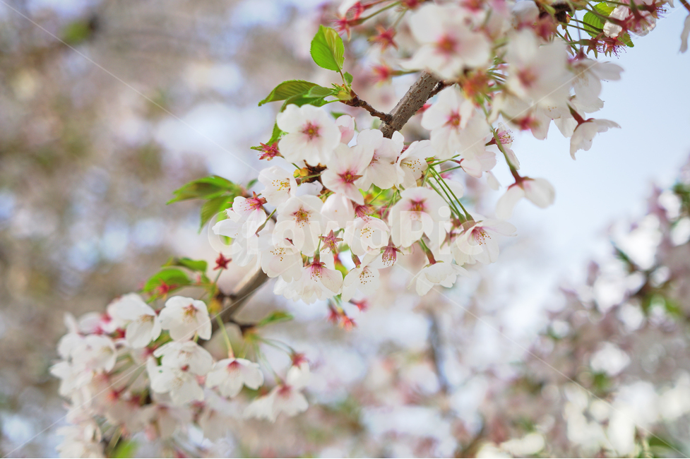 벚꽃,꽃,봄,cherryblossom,사쿠라,sakura,spring,flower,봄꽃,벚꽃나무,화사한,예쁜,봄,계절,spring,season,식물,자연,plants,nature,꽃,flower,plant,blossom