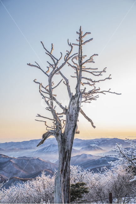 설산,태백산,상고대,눈꽃,나무,풍경,겨울,겨울,계절,winter,season,식물,자연,plants,nature,나무,trees,wood