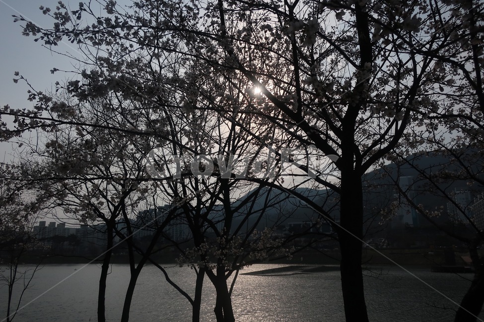 호수,벚꽃,나무,식물,풍경,해,해질녘,자연,풍경,nature,landscape,light,빛,flare,플레어