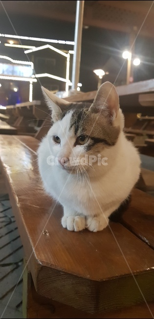 wood,cat,animal,길냥이,고양이