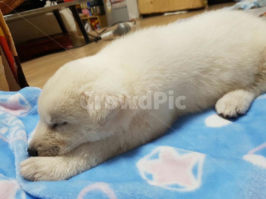 강아지,잠자는강아지,애완견,dog,애완동물,풍산개