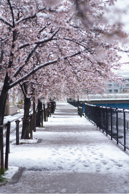 벚꽃,벚꽃길,봄,겨울,눈,눈꽃,이상기온,풍경,식물,plant,flower,snow,cherryblossom,bossom,winter,spring