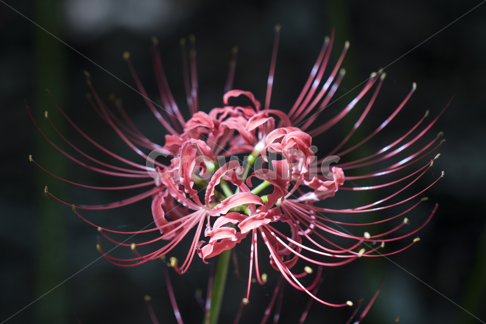 꽃무릇,석산,상사화,꽃,식물,자연,접사,근접,아름다운,식물,자연,plants,nature,꽃,flower
