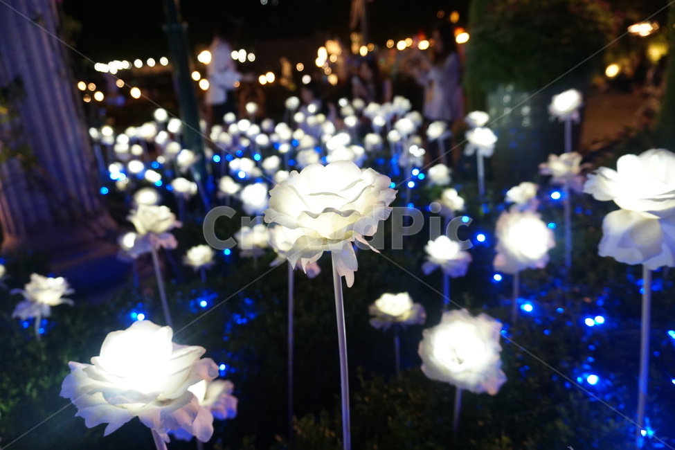 식물,꽃,flower,장미,blossom,식물,자연,plants,nature,꽃,flower