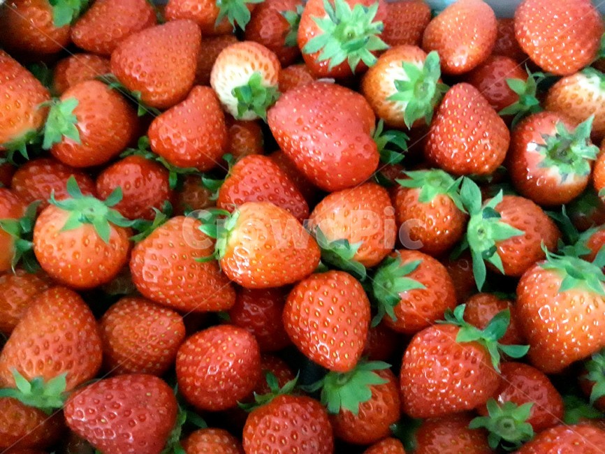 딸기,strawberry,과채류,빨강,장미과,빨간맛