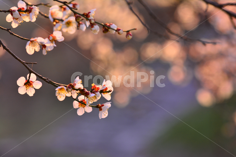 봄,매화꽃,살구꽃,봄꽃,시즌,계절,풍경,배경,바탕,백그라운드,3월,4월,야외,season,spring,flowers,봄,계절,spring,season,식물,자연,plants,nature,꽃,flower,plant,blossom