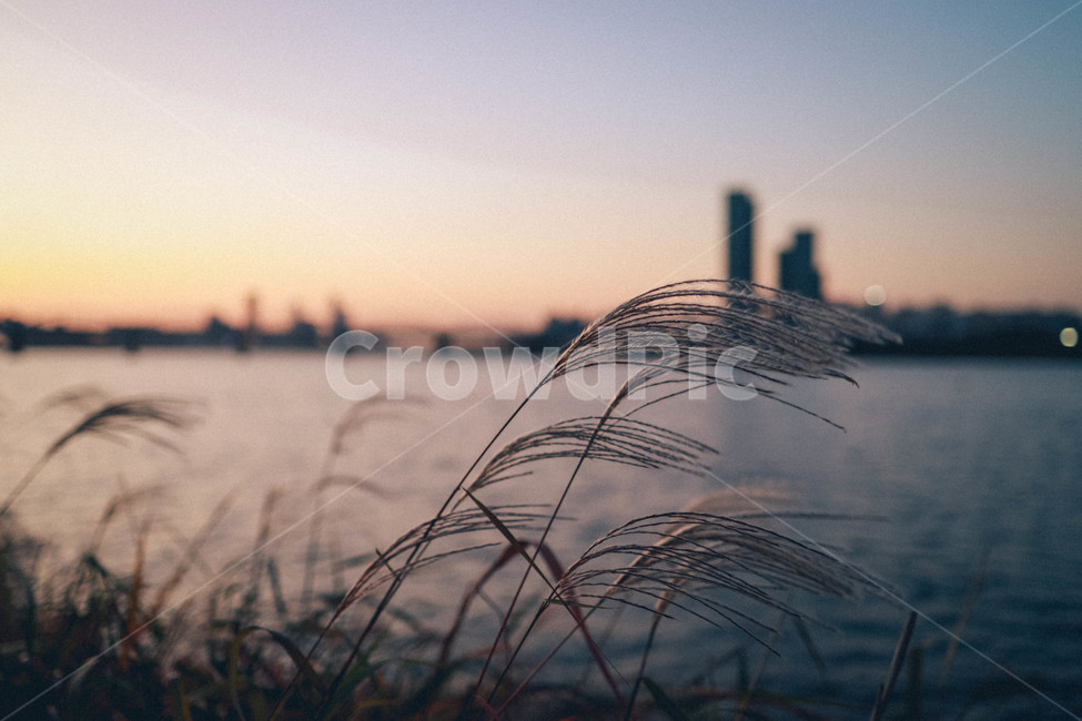 한강,노을,갈대,풍경,plant,야경,밤,풍경,nightscape,night,landscape,식물,자연,plants,nature