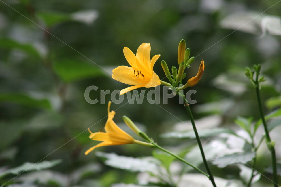 원추리,꽃,여름,넘나물,daylily,백합과