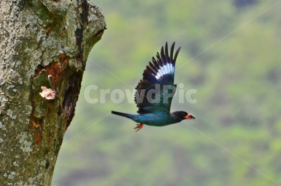 tree,나무,plant,식물,flying,나는,animal,동물,bird,새,파랑새,새집,육추,동물,animal,조류,새,birds