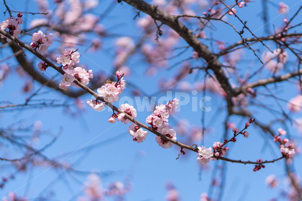 봄,매화,매화나무,봄꽃,풍경,봄,계절,spring,season,식물,자연,plants,nature,꽃,flower,plant,blossom