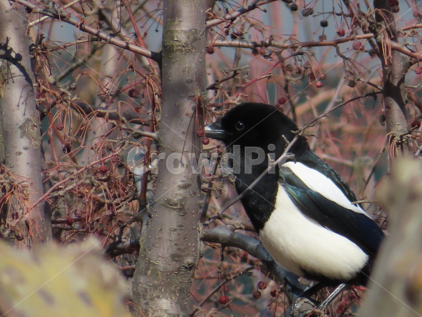 나무,식물,까치,조류,새,나뭇가지,클로즈업,tree,plant,magpie,bird,branches,closeup,동물,animal,조류,새,birds