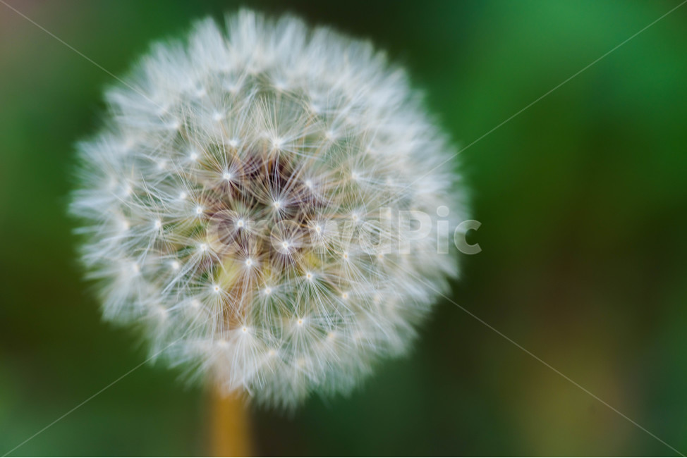 접사,꽃,봄,예쁜꽃,출사,민들레,홀씨,식물,자연,plants,nature,꽃,flower