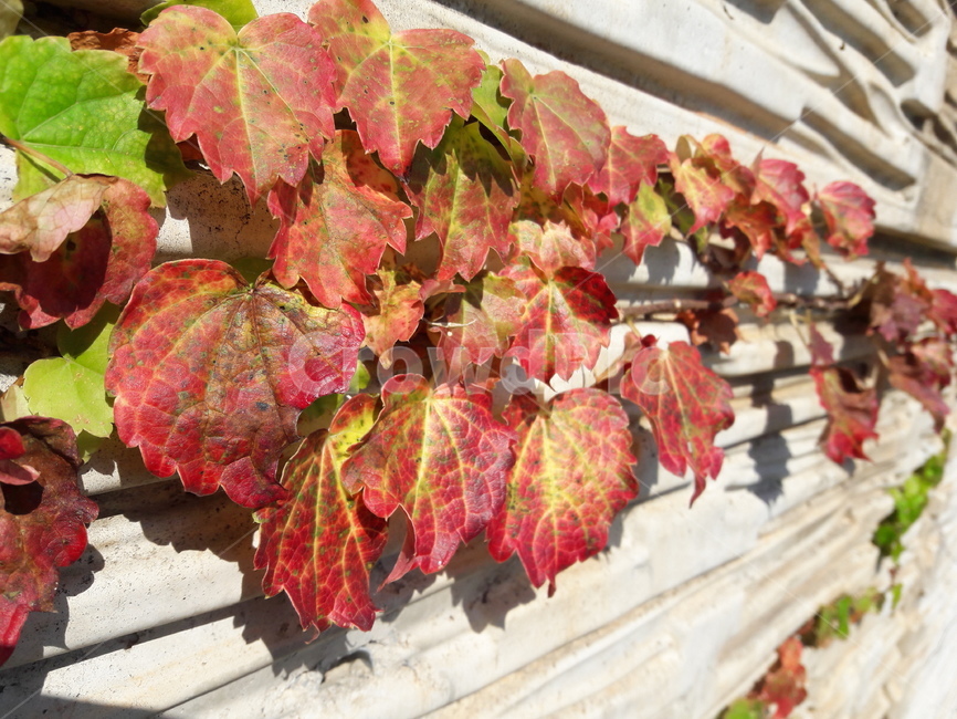 담쟁이덩쿨,담쟁이,leaf,잎,bostonivy,ivy,vine,plant,식물,벽,담,식물,자연,plants,nature