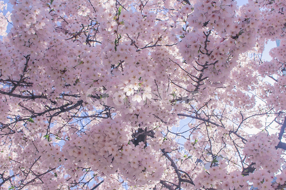 spring,Cherry Blossom Festival,Cherry Blossom,nature,cherryblossom,flower tree,cherryblossoms,flower Festival,flower,Yoshino cherry blossoms