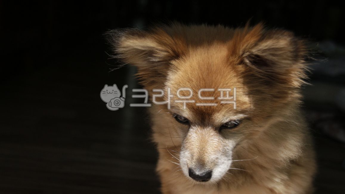 atmosphere,prepare,shadow,Loveliness,hair,mammal,pet,sleepy puppy,puppy sunshine,somnolence,black,Soft,Pets,sunlight,form,puppy,light,pomeranian,cuteness,animal,pet dog,dog,mammalia