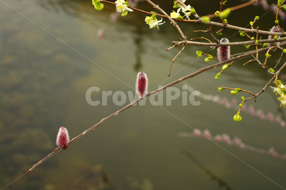 연못,분홍,봄,color,버들,버들강아지,식물,자연,plants,nature
