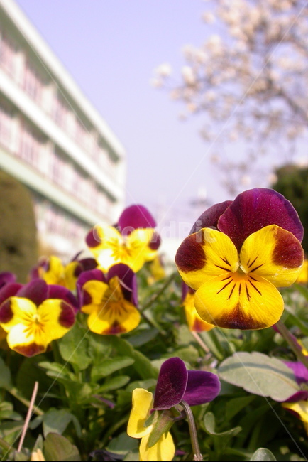 학교,학교배경,팬지화단,팬지,봄,봄꽃,자연,삼색제비꽃,식물,꽃