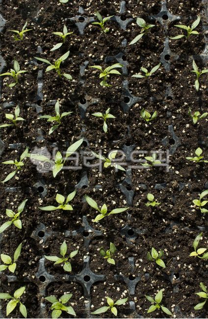pepper,pepper sprouts,young,several,soil,freshness,buds,top angle,spring,agriculture,leaves,grass,land,seedlings,green,grow,pepper seedlings,top view,nature,Crops,young leaves,many,germination,pepper leaves,plant,fresh