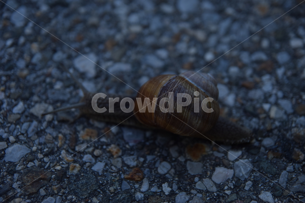 달팽이,큰달팽이,snail,곤충,느림보,동물,animal