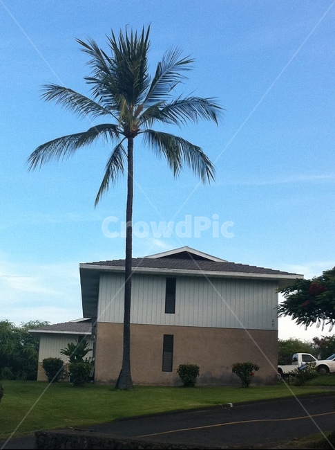 야자수,나무,palmtree,식물,집,하우스,arecaceae,tree