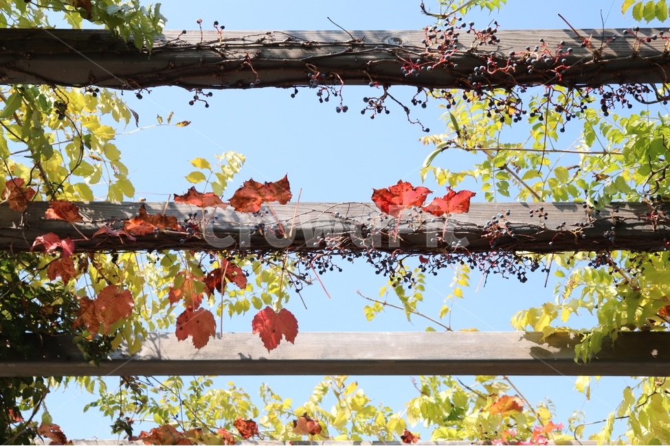 가을,배경,자연,낙엽,단풍,식물,가을,계절,fall,autumn,season,leaf,잎,plant