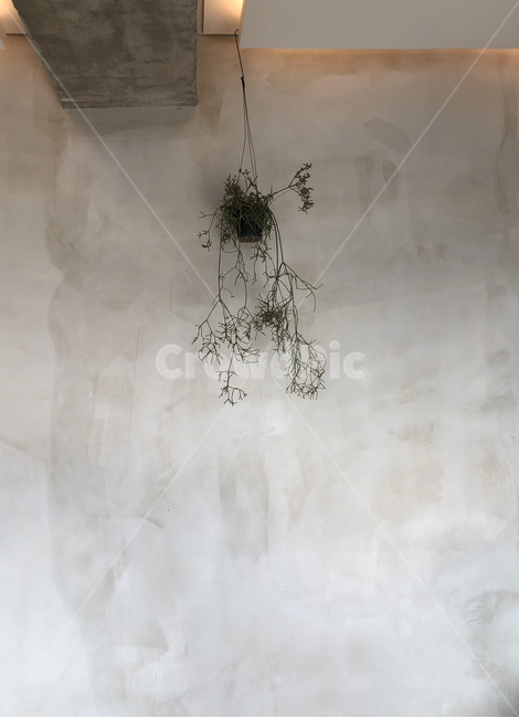 허브,가을,콘크리트,화분,무드,행잉화분,행잉플랜트,식물