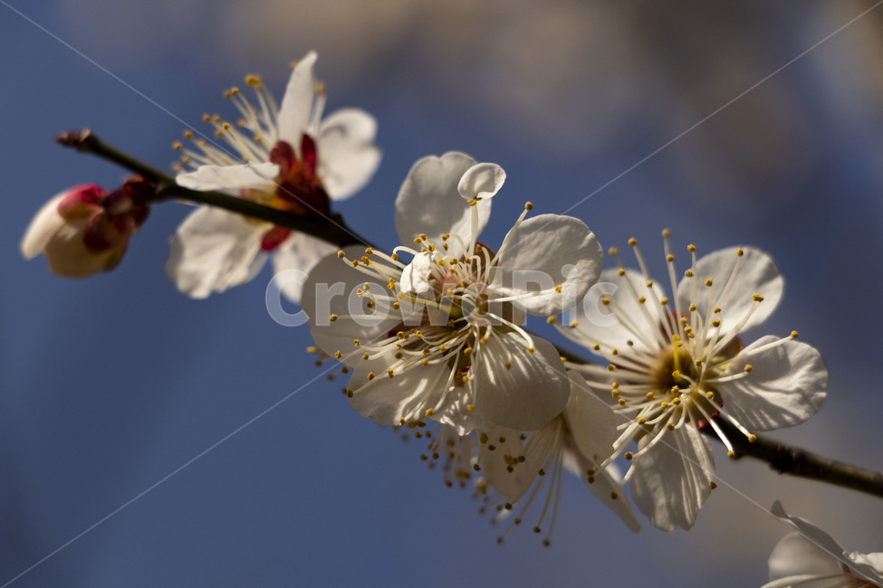 매화,매화꽃,백매화,plumblossom,whiteplumblossom,봄꽃,식물,plant,봄,계절,spring,season