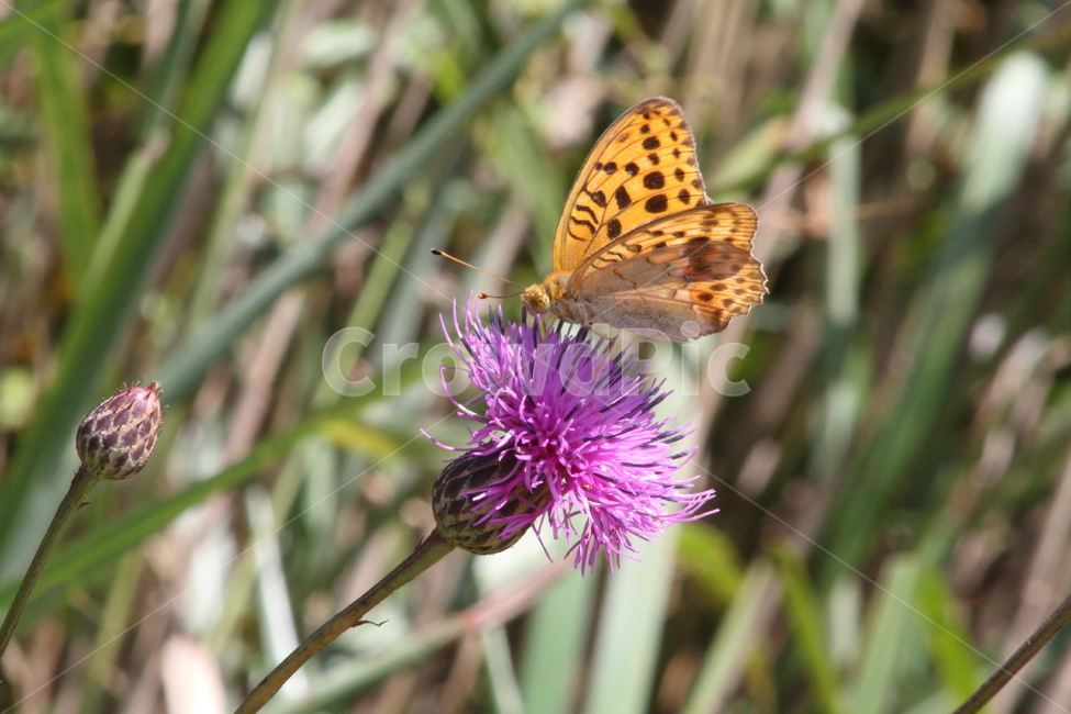 엉겅퀴,야생화,thistle,은점표범나비,argynnisniobe,식물,자연,plants,nature,꽃,flower,동물,animal,곤충,벌레,insect,bug